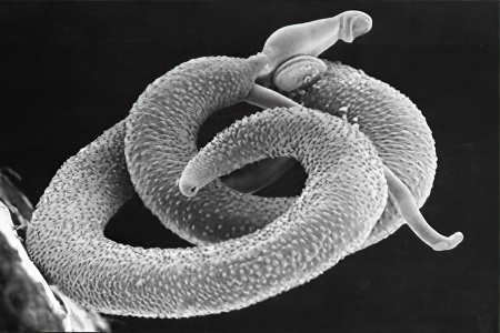 аскарида аскарида