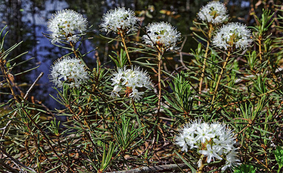 Багульник болотный Багульник болотный