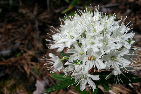 Против вредителей Против вредителей