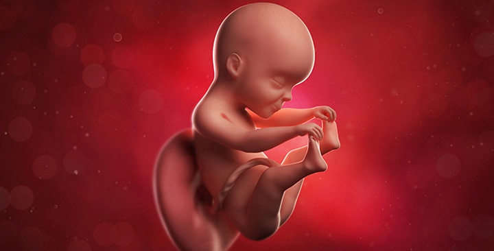 ребенок на 25 неделе беременности ребенок на 25 неделе беременности