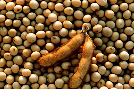 Бобы и соя Бобы и соя