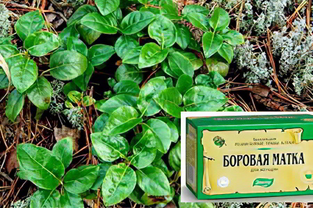 Боровая матка при бесплодии Боровая матка при бесплодии