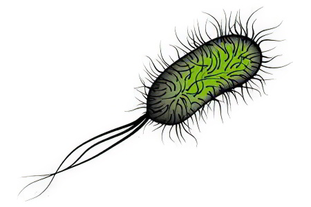 Возбудитель брюшного тифа Возбудитель брюшного тифа