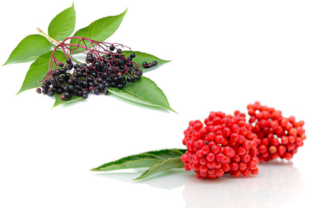 Бузина Бузина