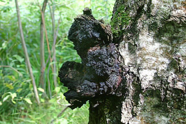 Прополис Прополис