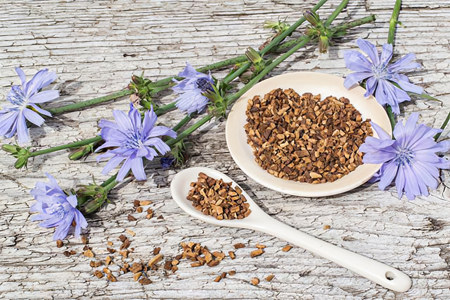 Активные вещества цикория Активные вещества цикория