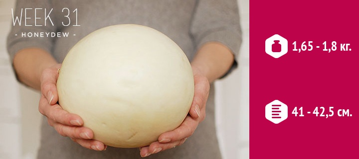 размеры плода на 31 неделе беременности размеры плода на 31 неделе беременности