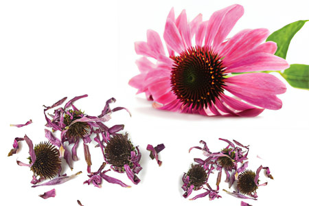 Эхинацея Эхинацея