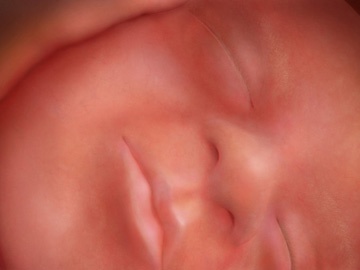 фотография ребенка на 35 неделе беременности фотография ребенка на 35 неделе беременности