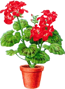 герань комнатная герань комнатная
