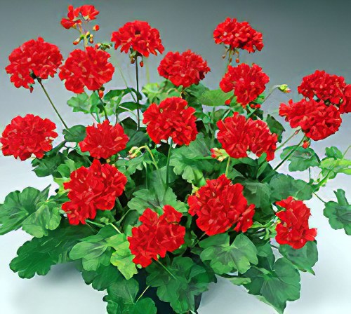 герань герань