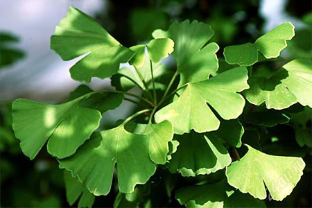 Гинкго билоба Гинкго билоба