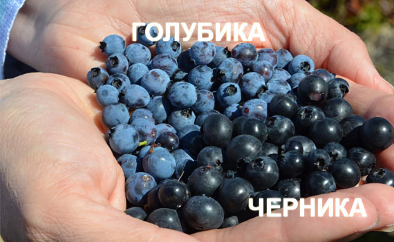Голубика и черника Голубика и черника