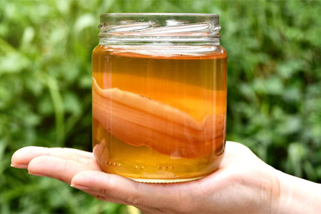 Чайный гриб Чайный гриб