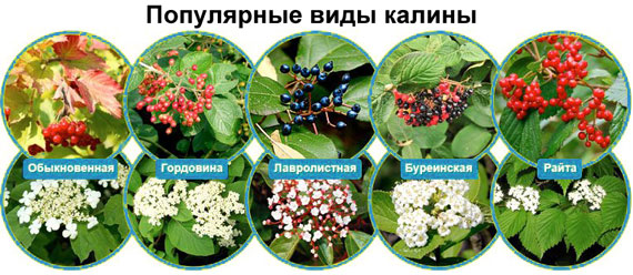 Виды калины Виды калины