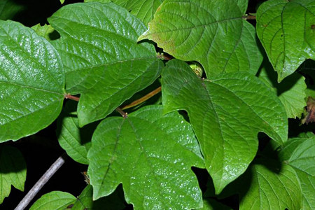 Польза листьев калины Польза листьев калины