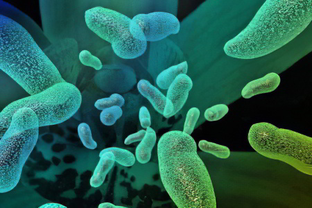 Инфекция, как причина диареи Инфекция, как причина диареи