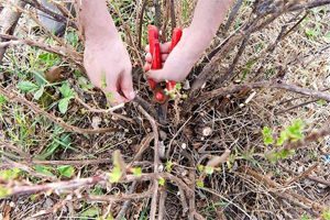 Как правильно нужно обрезать крыжовник Как правильно нужно обрезать крыжовник