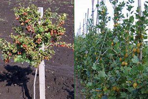 Как обрезать штамбовый крыжовник? Как обрезать штамбовый крыжовник?