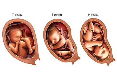 Развитие плода в 3 триместре Развитие плода в 3 триместре