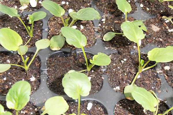 Как сажать анютины глазки Как сажать анютины глазки