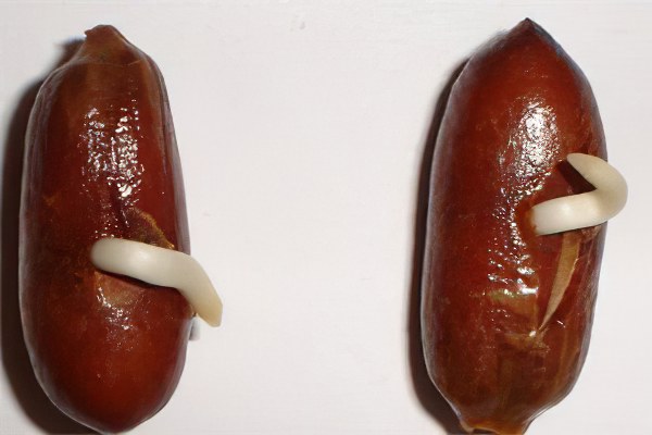 Как вырастить финиковую пальму Как вырастить финиковую пальму