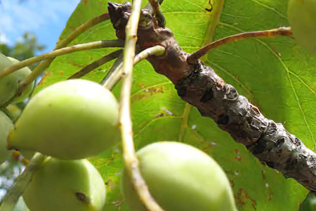 11 полезных свойств сливы какаду 11 полезных свойств сливы какаду