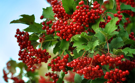 Калина Калина