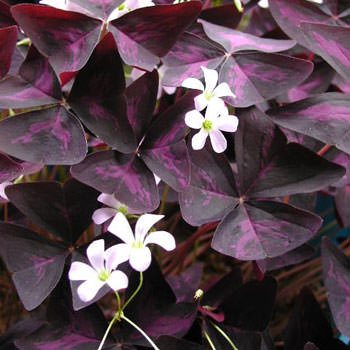 кислица кислица