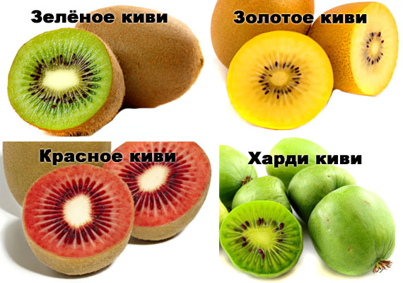 Сорта киви Сорта киви