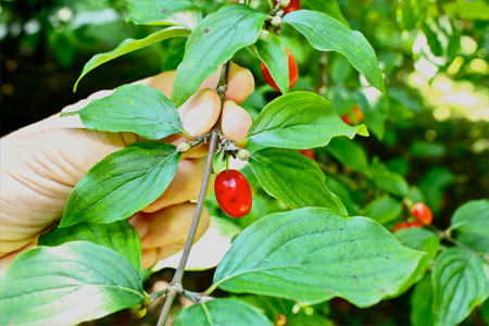 Листья кизила Листья кизила