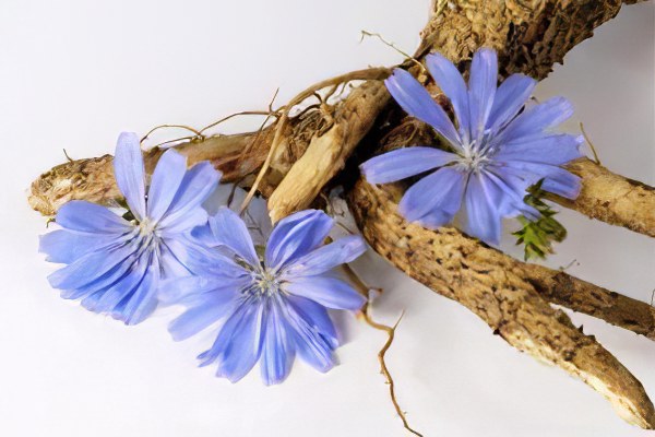 Как и когда заготавливать корни цикория? Как и когда заготавливать корни цикория?