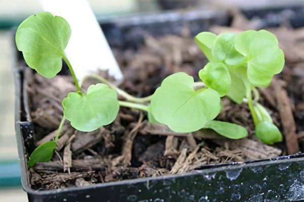 Когда сажать анютины глазки Когда сажать анютины глазки