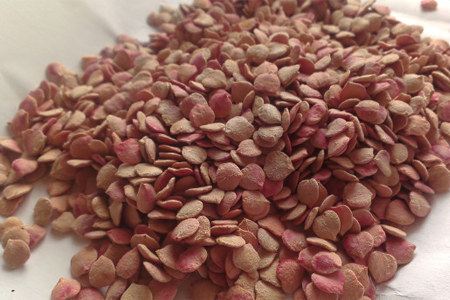 Чем полезны косточки калины Чем полезны косточки калины