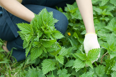 Польза для женщин Польза для женщин