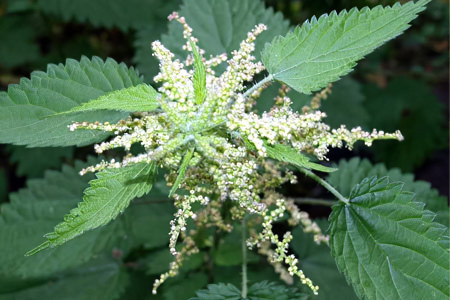 Применение семян крапивы Применение семян крапивы