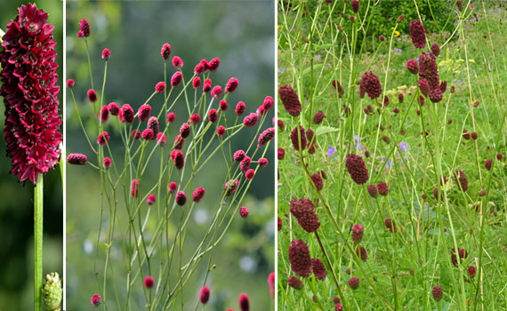 Кровохлёбка Кровохлёбка