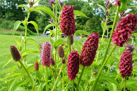 Кровохлёбка для детей Кровохлёбка для детей