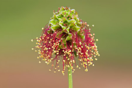 Кровохлёбка для женщин Кровохлёбка для женщин