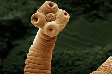 Кто такой бычий цепень Кто такой бычий цепень