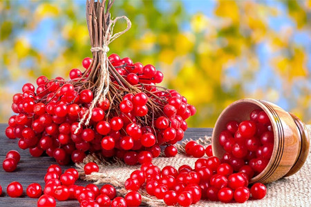 Лечебные свойства калина Лечебные свойства калина