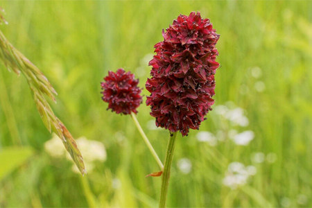 Лечебные свойства кровохлёбки Лечебные свойства кровохлёбки