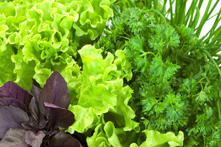 Тёмная листовая зелень Тёмная листовая зелень