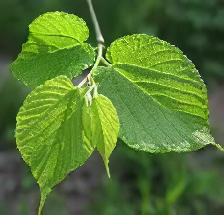 листья шелковицы листья шелковицы