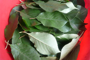 Листья вишни Листья вишни