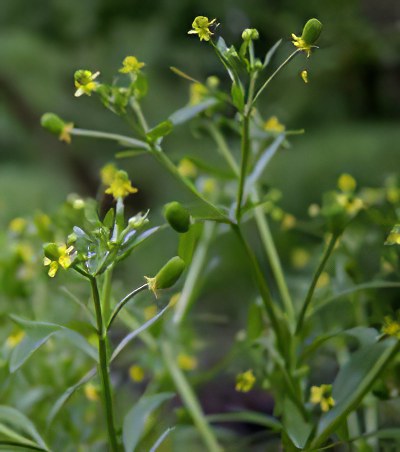 лютик лютик