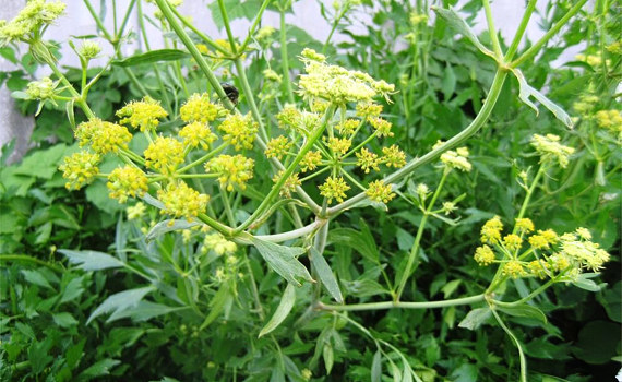 Так выглядит любисток Так выглядит любисток