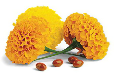 Лютеин Лютеин