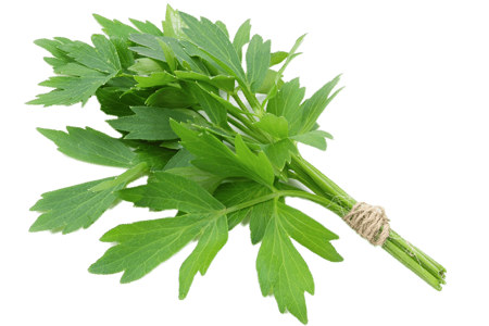 Полезные свойства любистока Полезные свойства любистока