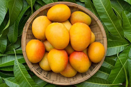 Обладает противоопухолевыми свойствами Обладает противоопухолевыми свойствами